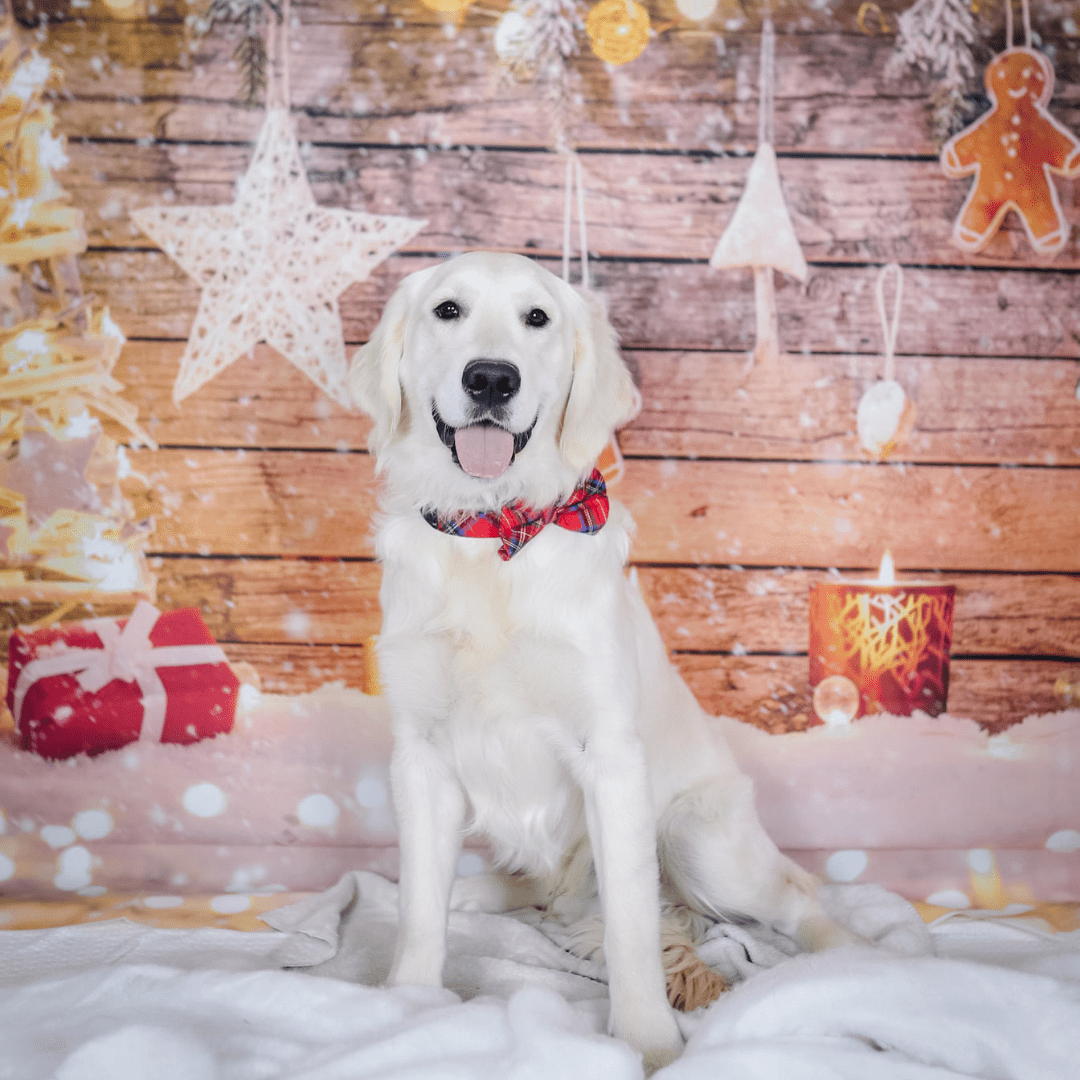 ABOUT Quarry Dog Daycare