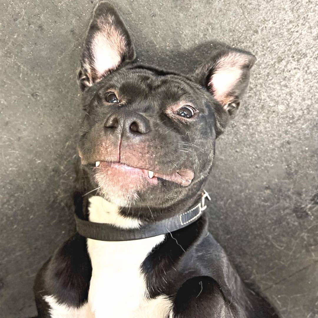 Quarry Dog Etc. Color Palette-min